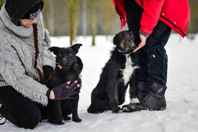 Pędzel i Farba - dwa porzucone młode szorściaki do adopcji