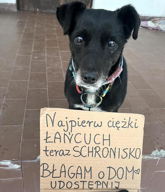 Mały, kochany, uwielbiający ludzi i psy, trzymający czystość