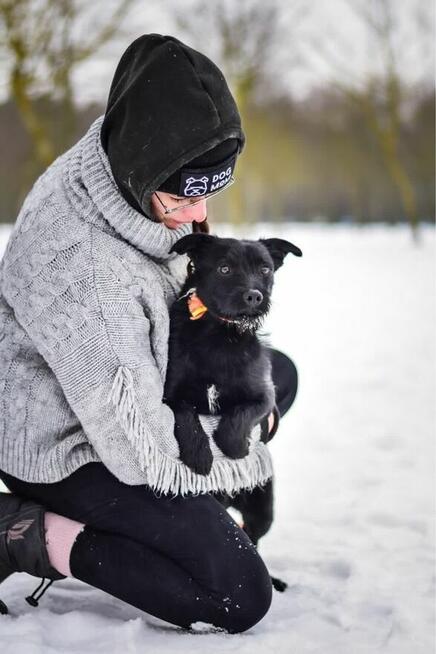 Pędzel i Farba - dwa porzucone młode szorściaki do adopcji