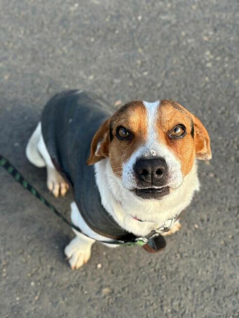 Delikatny młody psiak Laki