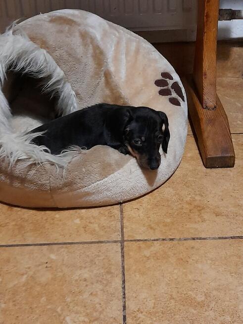 Jamnik miniaturowy suczka