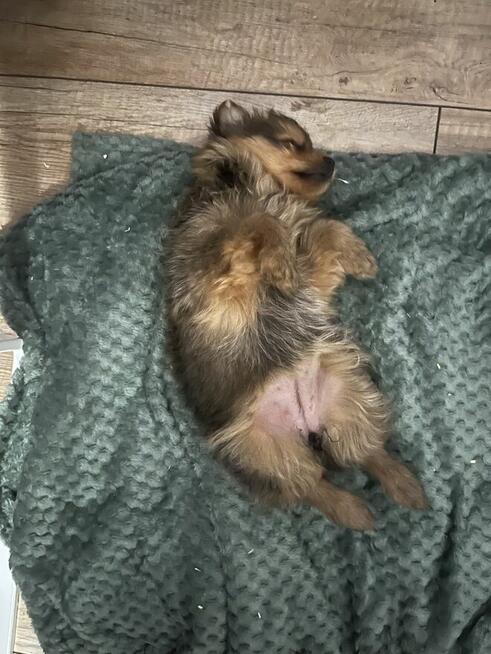 szczeniak suczka york ze szpicem miniaturowym