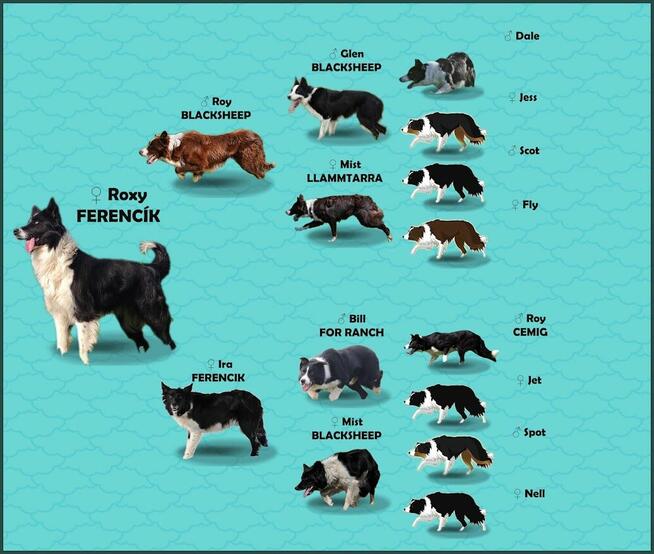 Rasowy BORDER COLLIE z prof. Hodowli, Pies z pełną dok.