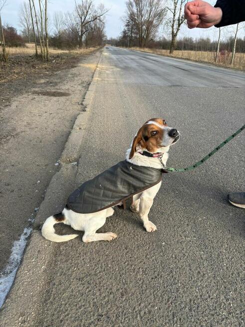 Delikatny młody psiak Laki