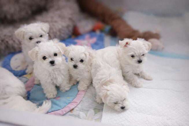 Maltańczyk szczenię -boy