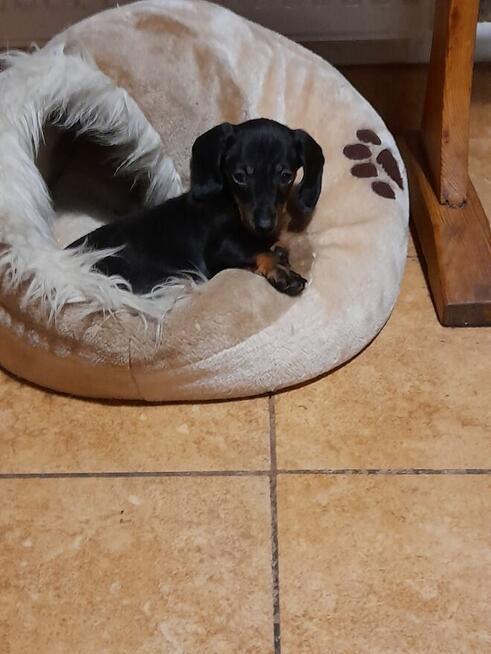 Jamnik miniaturowy suczka