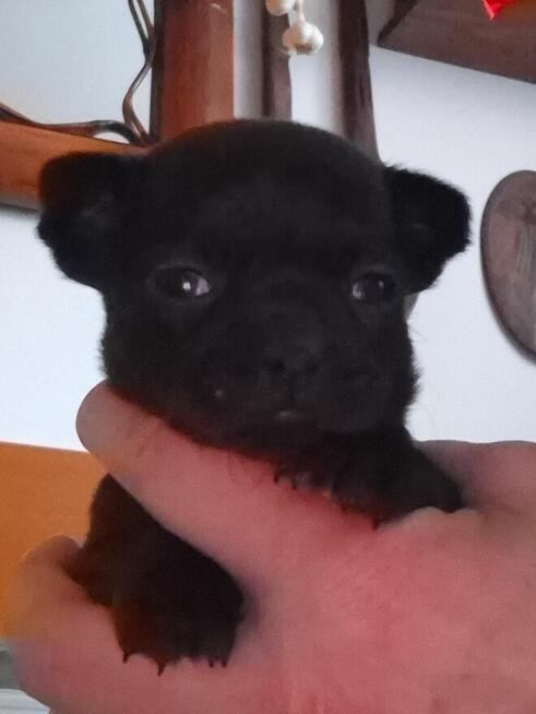 Chihuahua szczenięta w typie miniaturowym