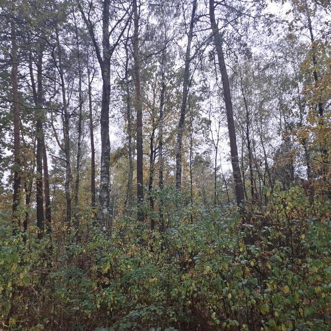 Syndyk sprzeda nieruchomość gruntową zabudowaną