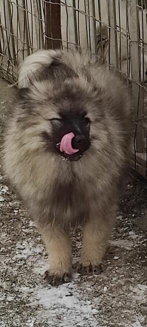 Szczeniaki szpic wilczy