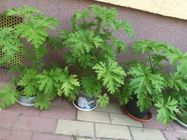 Anginowiec anginka geranium kwiatek leczniczy na ból ucha