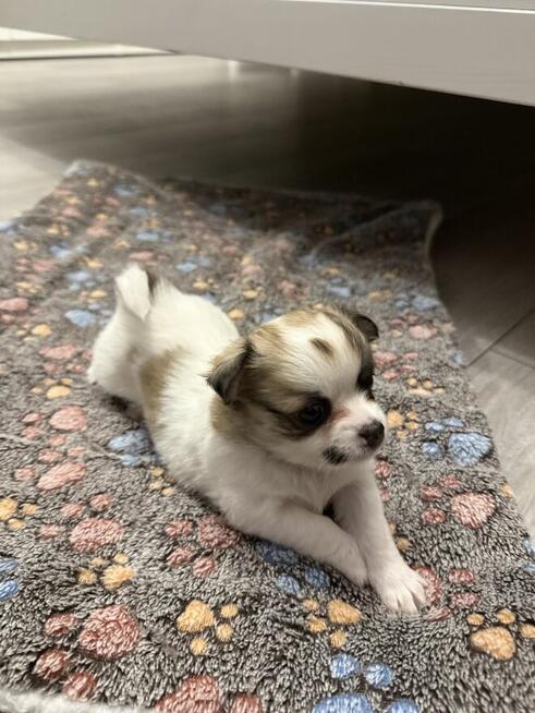 Piesek Chihuahua do odbioru w marcu