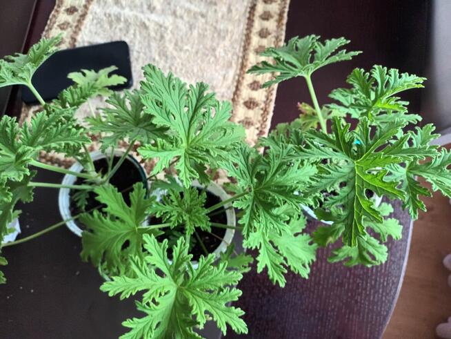 Anginowiec anginka geranium kwiatek leczniczy na ból ucha