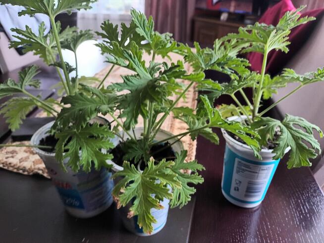 Anginowiec anginka geranium kwiatek leczniczy na ból ucha