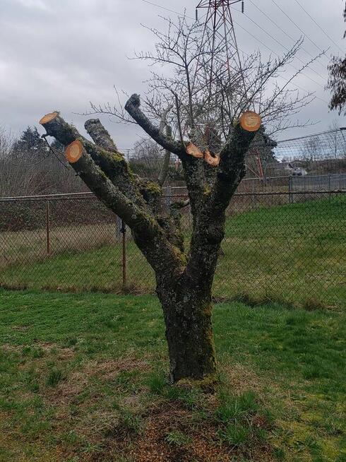 Koszenie trawy, nieużytków, kosiarka bijakowa, karczowanie