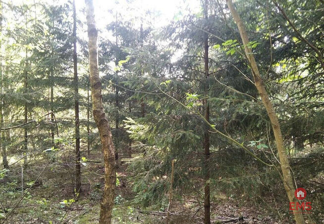 Działka leśna Jankowo-Młodzianowo gm. Nowogród,