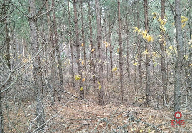 Działka leśna Jankowo-Młodzianowo gm. Nowogród,