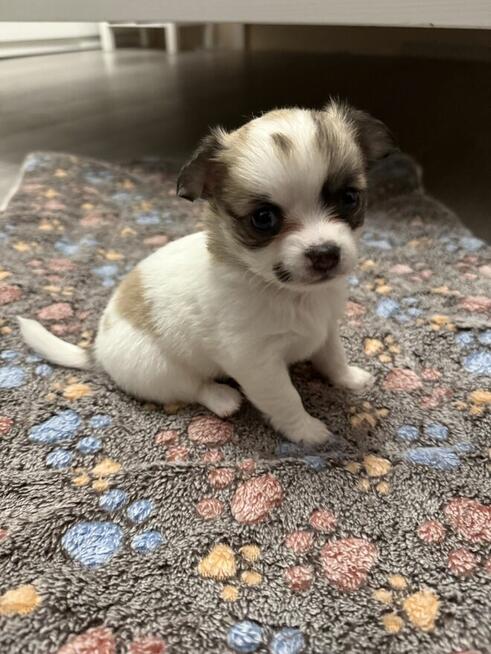 Piesek Chihuahua do odbioru w marcu