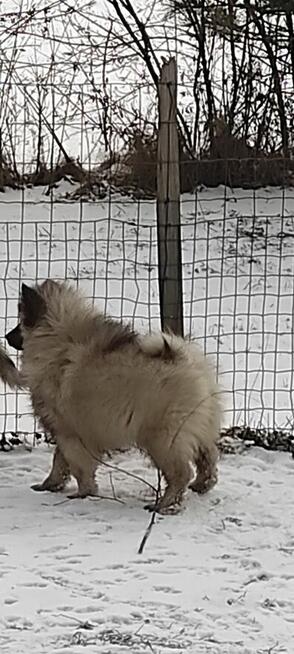 Szczeniaki szpic wilczy