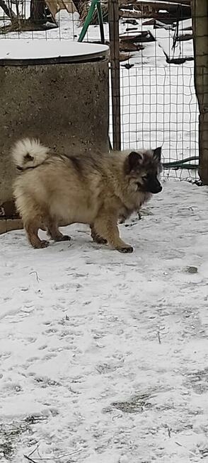 Szczeniaki szpic wilczy