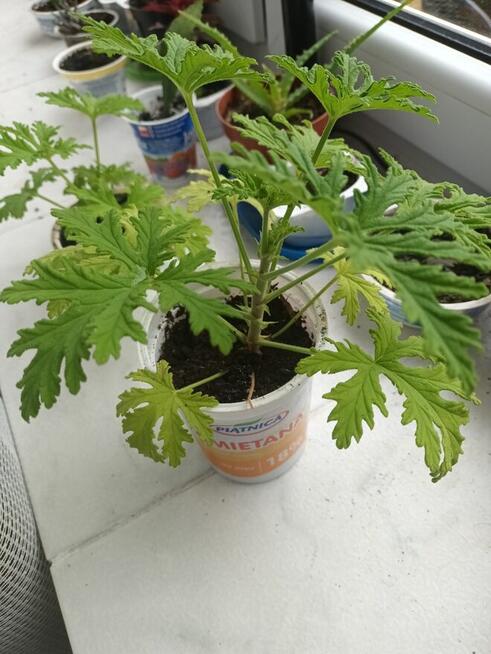 Anginowiec anginka geranium kwiatek leczniczy na ból ucha