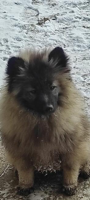 Szczeniaki szpic wilczy