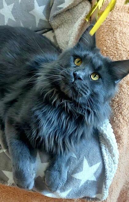 Reproduktor Maine Coon Poszukuje Kotek do Krycia