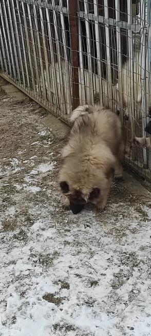 Szczeniaki szpic wilczy