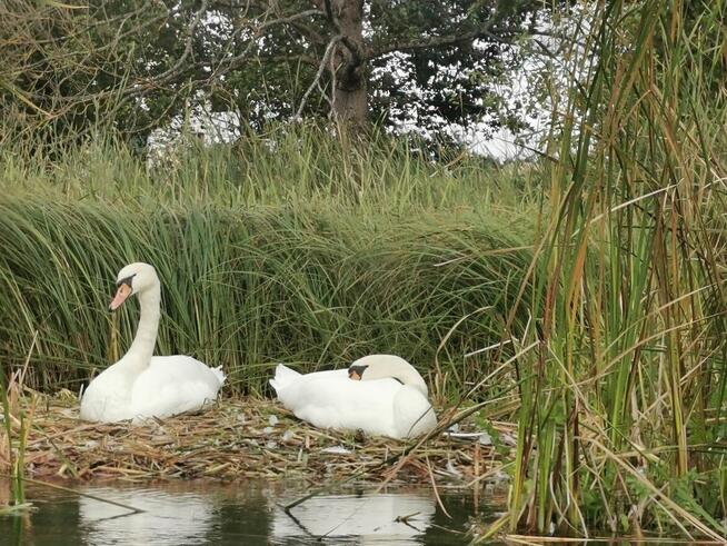 Spływ kajakowy Krutyń – Ukta | AS-TOUR Mazury
