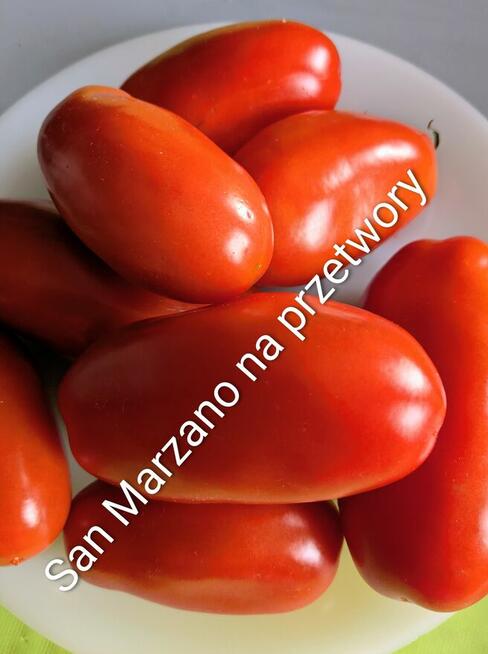San Marzano pomidor na przetwory nasiona kolekcjonerskie