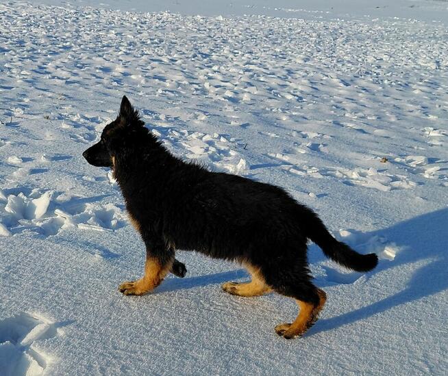 Szczenięta Owczarek Niemiecki Długowłosy
