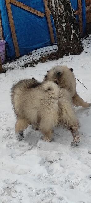 Szczeniaki szpic wilczy