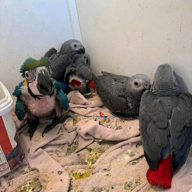 Od maleńkich jajek po gadające legendy: żako i nie tylko!