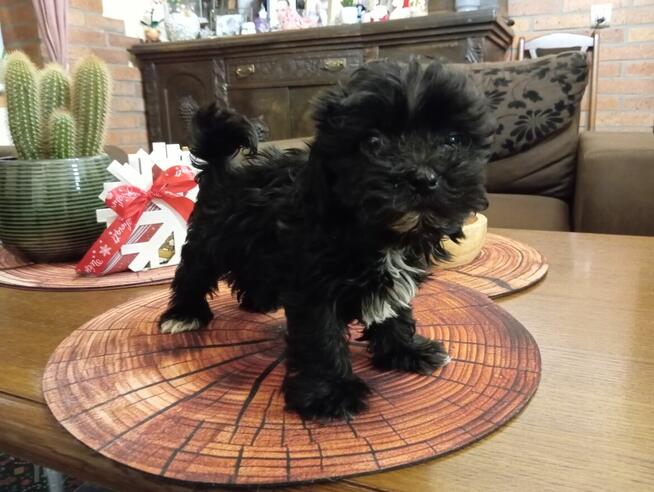 Karim piesek rasy Rosyjska Bolonka Kolorowa