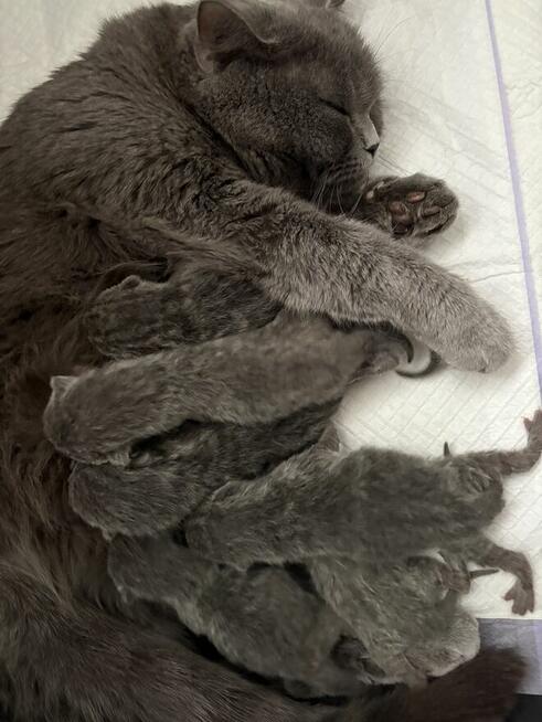 Kot brytyjski niebieski krótkowłosy z rodowodem