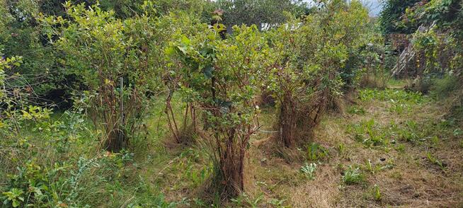 Działka ROD * Murowana altana * Duża solidna szklarnia *