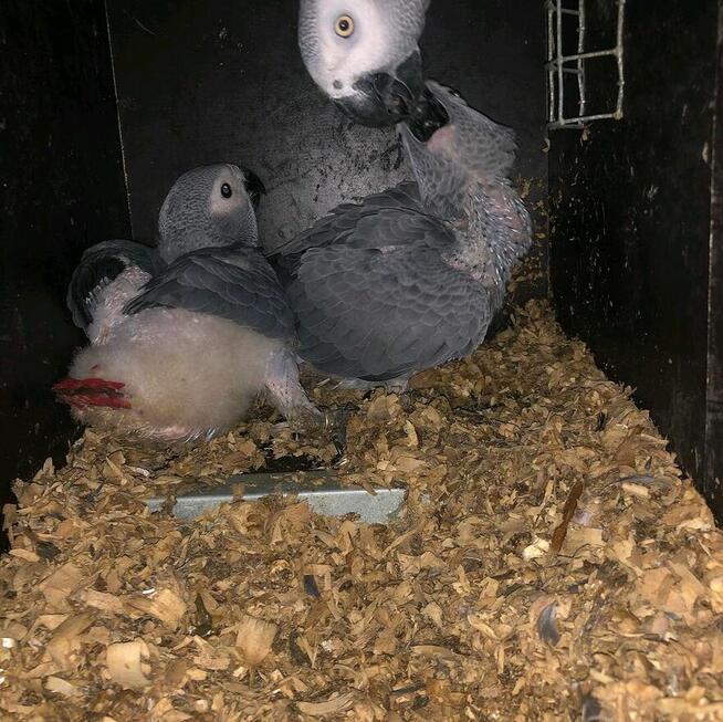 Od maleńkich jajek po gadające legendy: żako i nie tylko!