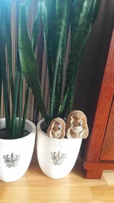 Jeż słomiany dwa słomiane jeże -siedzące jeżyki eko