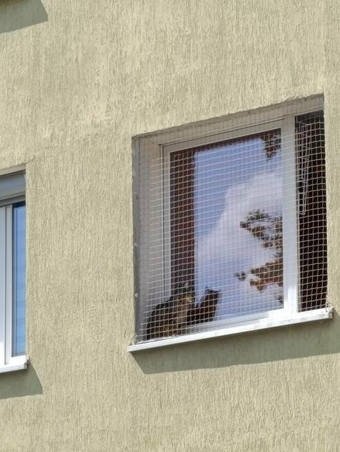 Siatka balkonowa, siatka na koty, przeciw gołębiom