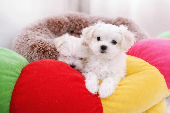 Maltańczyk szczenię -boy