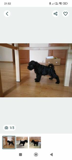 Sznurek miniaturowy czarny piesek suczka