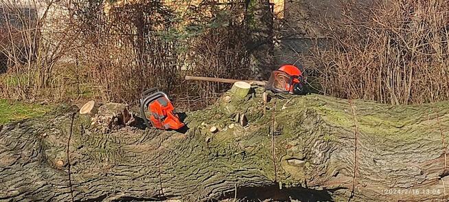 Wycinka drzew Trudnych