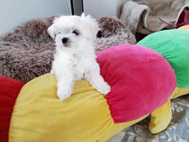 Maltańczyk szczenię -boy