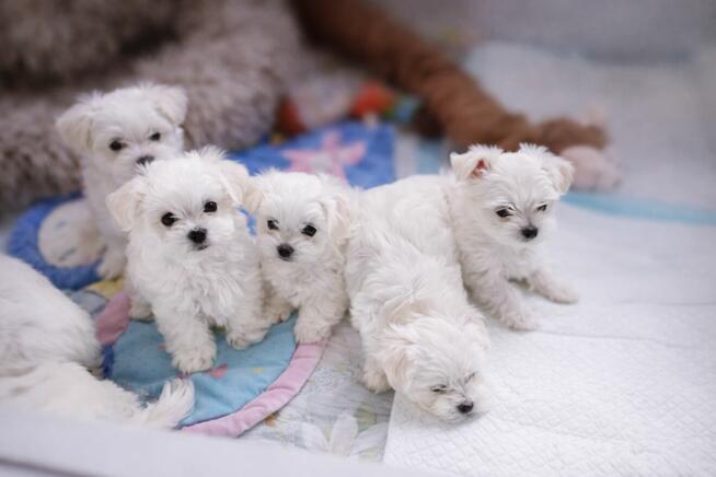 Maltańczyk szczenię -boy