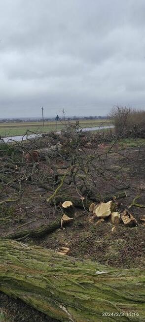 Wycinka drzew Trudnych