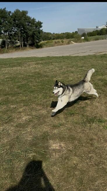 oddam psa rasy Husky
