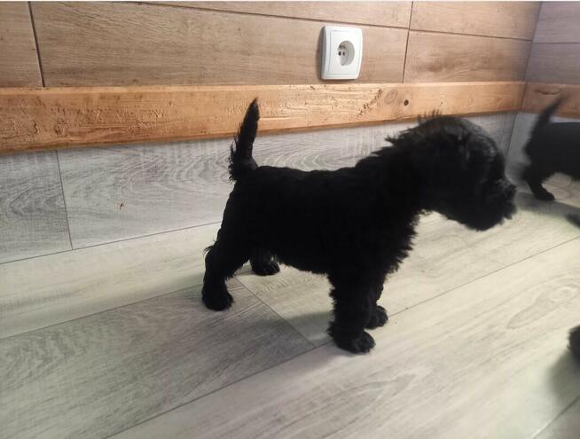 Sznurek miniaturowy czarny piesek suczka