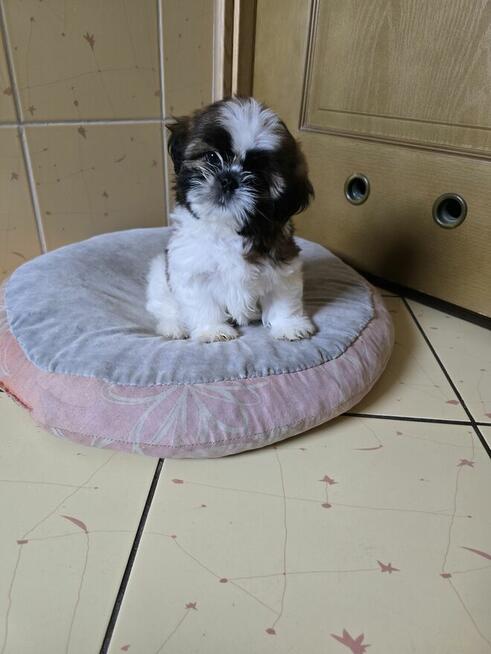 Szczeniaki Shih tzu
