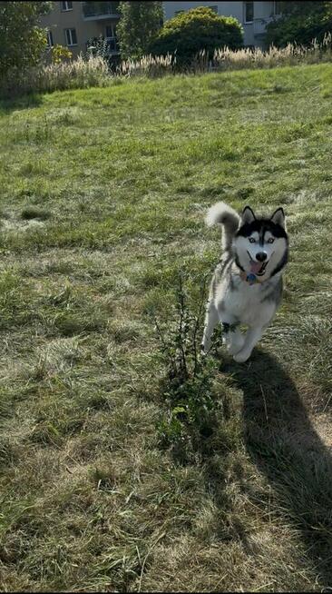 oddam psa rasy Husky