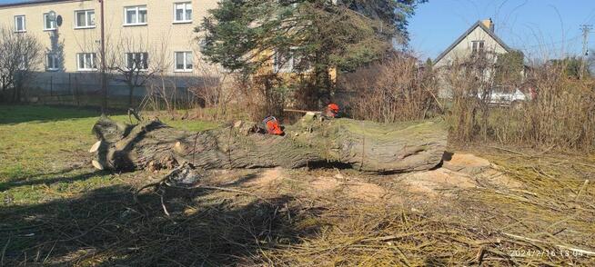 Wycinka drzew Trudnych