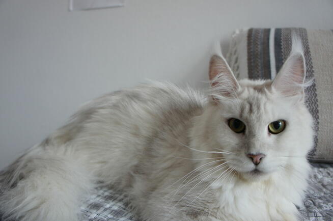 shaded koteczka Maine Coon - rodowód FPL